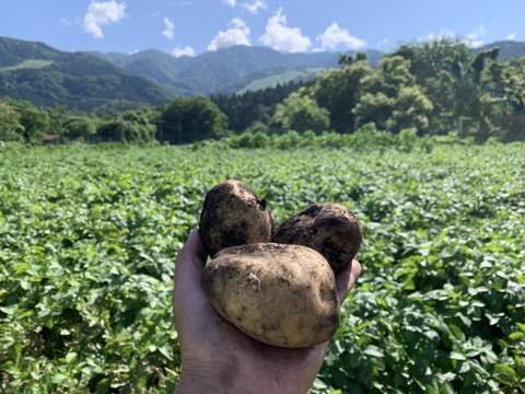 【火山の麓のじゃがいも】　兵庫県但馬産新じゃが！　《きたあかり　箱入３kg》