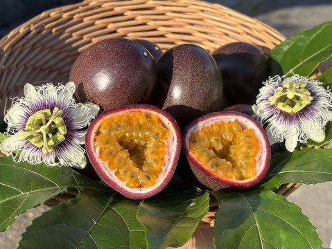 さわやかな酸味と甘味のハーモニーでトロピカル気分♪うるま市石川育ちのパッションフルーツ（贈答用・2㎏箱　満杯詰め）※重量は約2㎏となります。