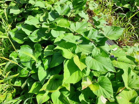 絹の様な滑らかさ！サツマイモ「シルクスイート」1.5kg