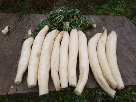 【　沢庵 　小さい樽　】沢庵5本前後、重さ5キロ以下　農薬不使用の大根をぬか、塩、砂糖少々で漬ける