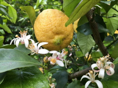 瀬戸内海の島レモン（農薬・除草剤・化学肥料不使用）