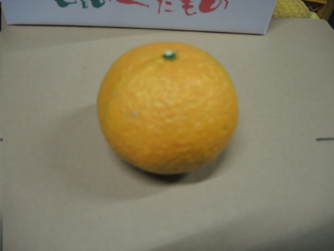 ★和歌山★【春の柑橘】大玉スイートスプリング 5kg