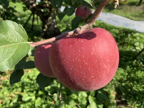 真っ赤に色づく山形のりんご！着色系ふじ贈答用10kg