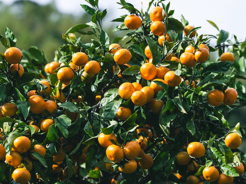 ■訳あり■傷あり不揃いの旨さ主義【EHIME UWAJIMA】とろける食感の絶品早生みかん！Bセレクション2.5kg