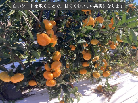 【貯蔵熟成】濃蜜 青島みかん 5kg｜静岡県から産地直送（糖度12～15度）