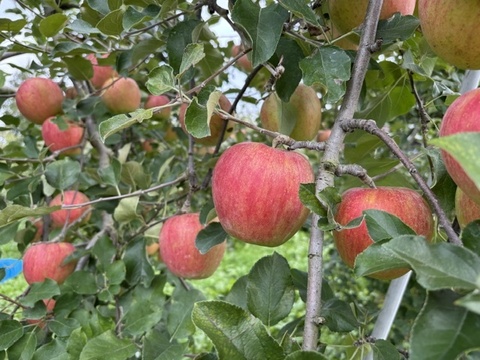 太陽の光をたっぷり浴びた！長野県産シナノスイート　３㎏