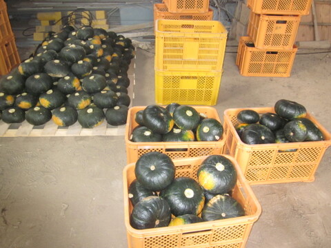 【ワケアリ】北海道産ホクホクのあま～い南瓜　４キロ（２〜４玉）