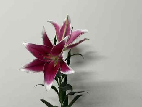 【食べチョク初登場】無花粉オリエンタルユリ5本リバーシリーズmix※10/1~10/7着までの期間限定商品です。数量限定商品