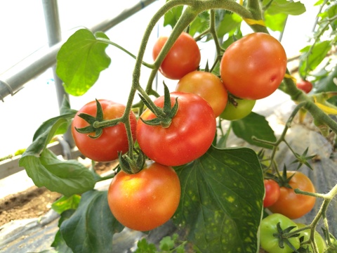 おまかせ よこすか 夏の野菜セット（7〜8品目）