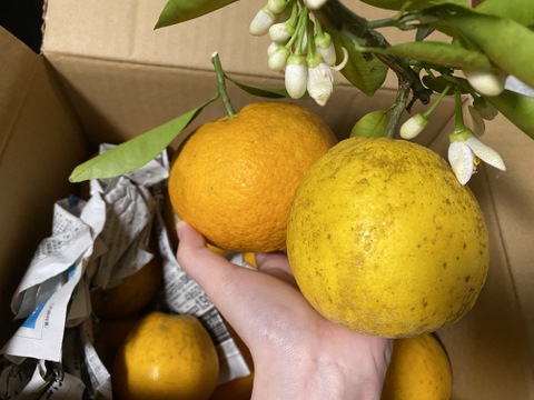 箱込み4kg 3種の柑橘（河内晩柑・紅河内晩柑・甘夏）【柑橘食べ比べ】