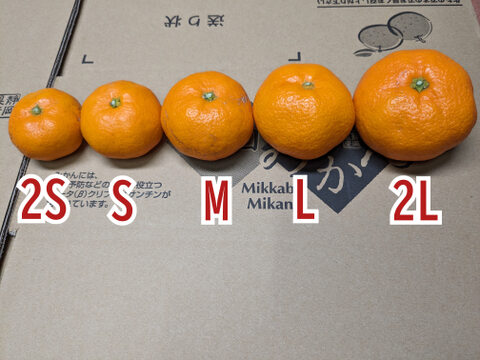 三ヶ日青島みかん 大玉・ご家庭用10kg