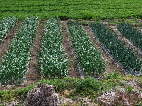 ニンニク　霧島