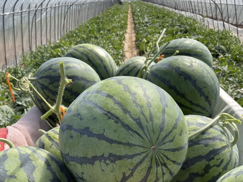 【幻】金山すいか 大玉  1玉 7kg～8kg