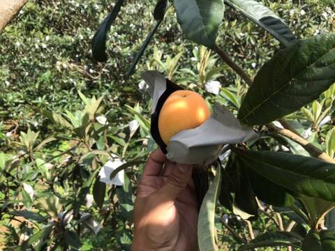 ＜訳あり＞味は一級品！6月発送 初夏の味覚農家直送！房州ブランド房州びわ１キロ袋びわ