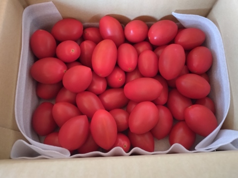 ★野菜ソムリエサミット2025金賞受賞商品★高糖度！【マスカットのようなフルーツトマト】ママ姉妹が作る〝美甘トマト〟　1キロ