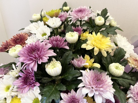 白菊とカラーマムのお供えアレンジメント