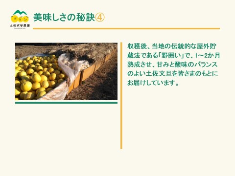 🏆食べチョク柑橘グランプリ銀賞　土佐文旦　家庭用　大玉　3㎏(4～5個)　黄色いしあわせ®　高知県土佐市産　”北海道への配送専用商品です”