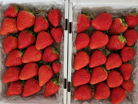 完熟よつぼし☆（ご家庭用・約530g×2箱）