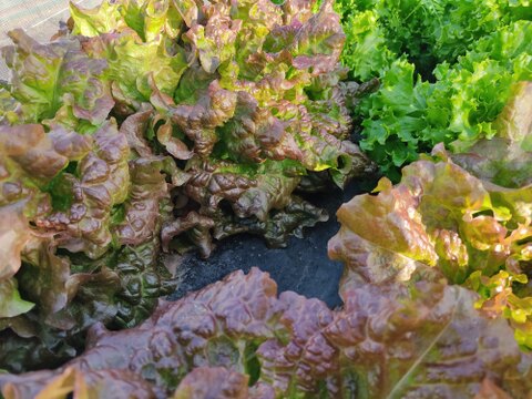 🍃【朝採り】旬の株どりレタス3～4株 ＋ 旬野菜の詰め合わせBOX🍃