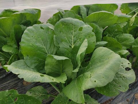 ✨旨味凝縮！少し大きめのパワフル小松菜！炒め物に最適（虫食い跡あり）農薬・化成肥料不使用✨