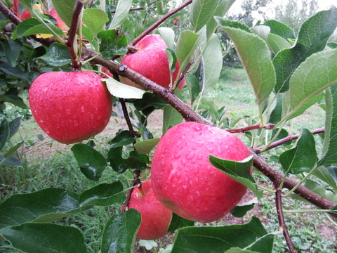 サンふじ ミニ小玉ちゃん約16玉（約2.5㎏）
昨年好評をいただいたSSサイズのかわいいりんごです
甘さ･酸味･食感の三拍子
家庭用を含み、バラ詰めでお届け
まるかじりでどうぞ　信州長野県産