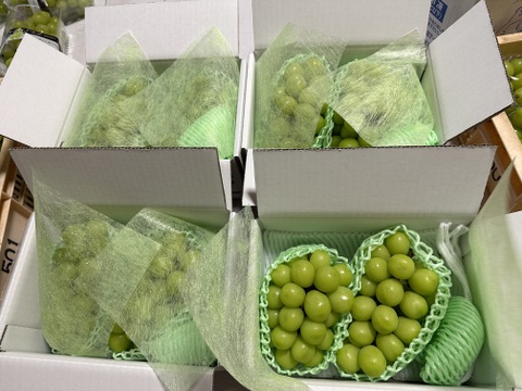 【シャインマスカット】山梨県笛吹市産！
約1.2kg（2房入り）🍇