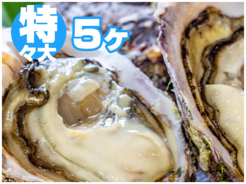 徳島県産 天然 岩牡蠣
【特々大  ５ヶ入】