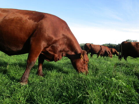北里八雲牛31ヶ月齢去勢牛　リブロースミニステーキ　150g　有機牧草のみで育った自然放牧牛の赤身肉　グラスフェッドビーフ