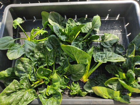 ✨農薬・化成肥料不使用の朝採れ直送「ずっしり肉厚ほうれん草たっぷり800g（200g×4袋）」✨