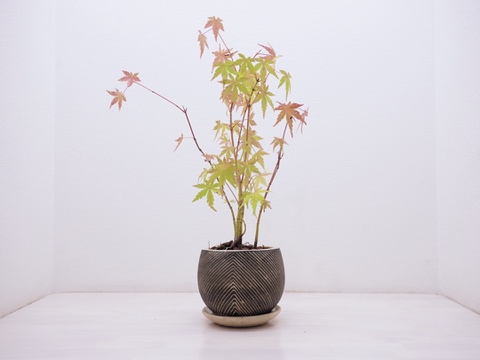 ミニ盆栽【紅葉🍁ヤマモミジ×白黒縞陶器】高さ40cm×横12cm【夜市限定】