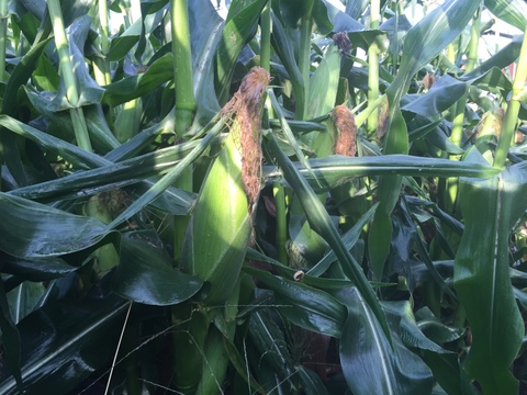 【朝採り】フルーツみたいなミラクルコーン🌽🌽🌽　み・ら・い　(味来)  5kg  (2L〜3Lサイズ　11〜12本)