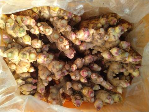 新生姜　べにはるかセット【農薬・化学肥料 不使用】