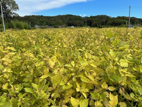 生搾り！『常陸圀えごま油』（ご家庭用・140g×3本）／非加熱圧搾法