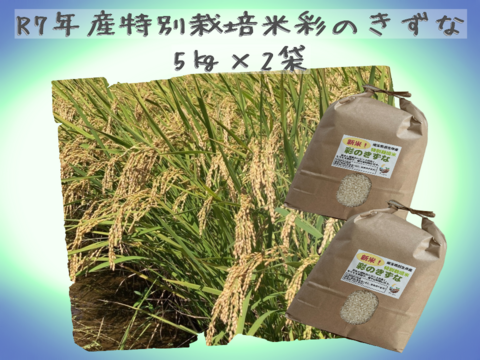 【ミネラル育ちの極上米】Pino farm「弾む、黄金のきずな」～R7年産特別栽培米　彩のきずな　10㎏～