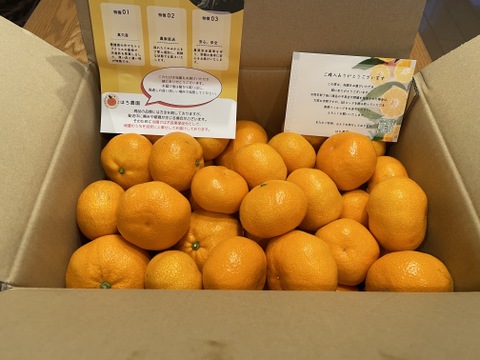 【オープン記念セール！】真穴産 温州みかん 南柑20号 サイズ混合 S～2Lサイズ ５kg  数量限定（サイズ指定不可）
まあな