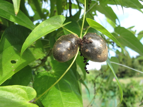 【掘りたてをお届け！】自然薯500g（カットしたものを真空パック）風味粘り格別 鳥取県琴浦町