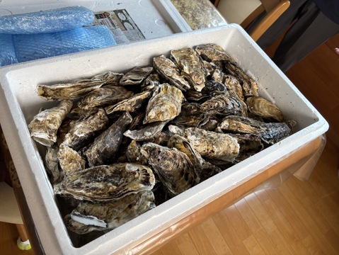 10％OFF設定中】加熱用10kg 10名様用の牡蠣☆宮城県産 殻付き
