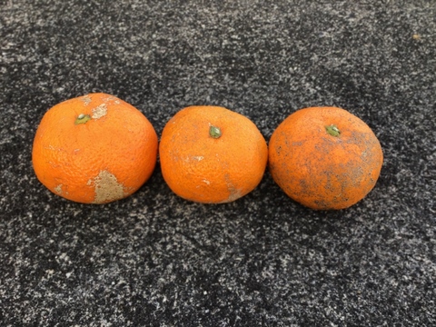 今季ラスト用意できました！【農薬不使用】見た目が悪い青島みかん4kg【訳ありの訳】