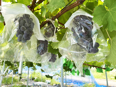 真っ黒甘い！岡山県産種なしニューピオーネ　約250gｘ4パック（約1kg、4パック）