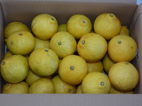 訳あり はるか ５ｋｇ　M玉中心