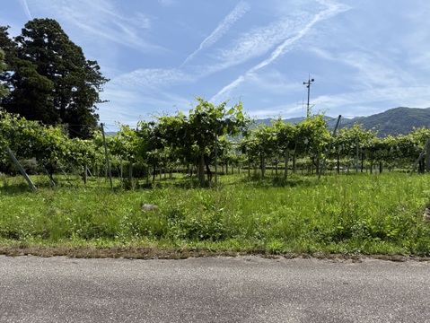 【朝どれ】【採れたて新鮮！！】あづましずく約1kg