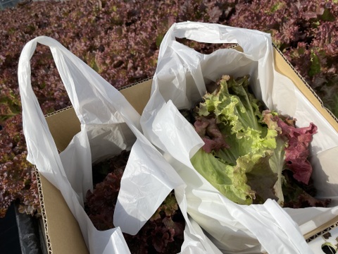 シャキッと新鮮！サニーレタス(ロロロッサ)1kg(500gｘ2p)