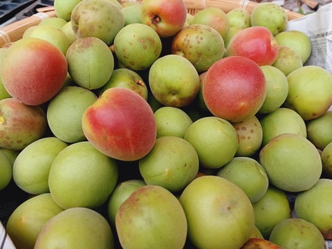 自然栽培　紅映梅　青梅　１０ｋｇ