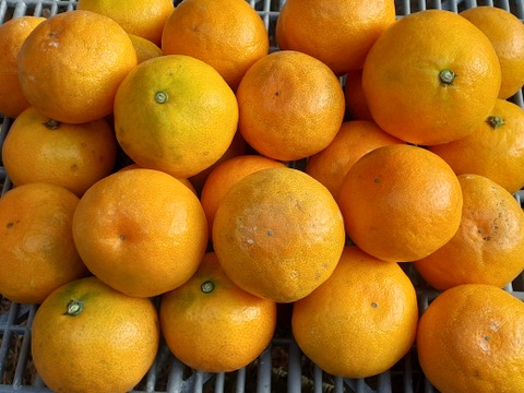 【訳あり】田口みかん小粒❨濃厚な味です4kg❩和歌山下津産