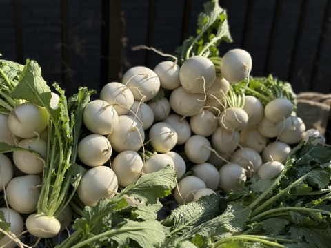 採れたて！旬の野菜セット(8〜12品目)【冬ギフト】