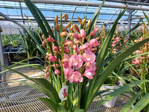 陶器鉢入シンビジウム（５本立)