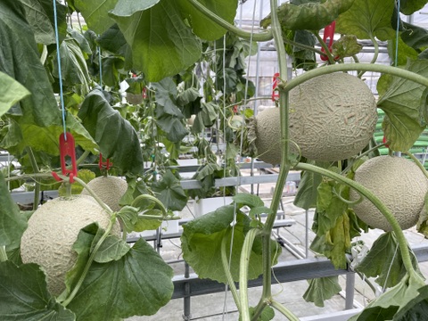 【２玉】【青赤セット】【ご家庭用】富山県氷見市産アールスメロン　３㎏以上