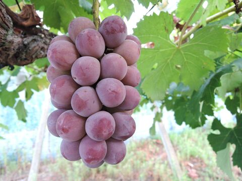 旬の味覚を贅沢に味わう葡萄セット 2房/1kg（ニューピオーネ+おすすめ品種）