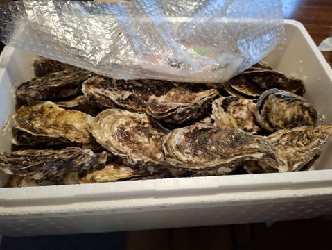 北海道産海峡牡蠣45個