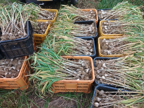 上海早生ニンニク小粒500g　小粒でまるごと使える‼️　自家採種　化学肥料農薬不使用栽培